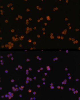 JAK3 Antibody
