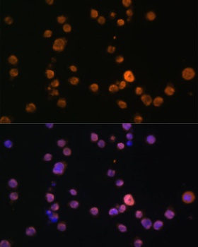 JAK3 Antibody