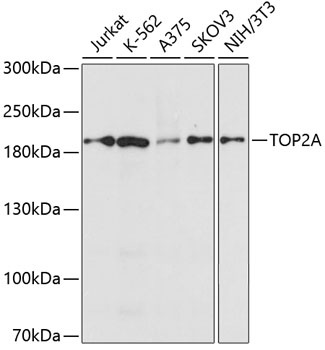TOP2A Antibody