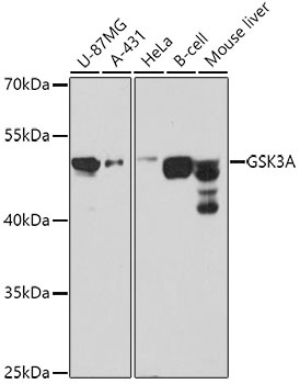 GSK3A Antibody