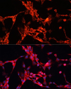 GSK3A Antibody