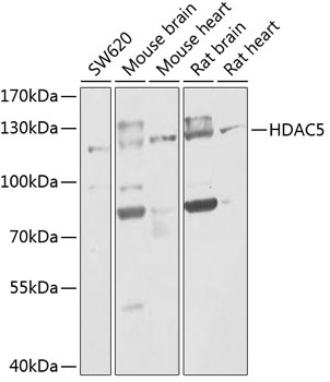 HDAC5 Antibody