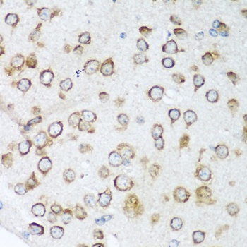 NOTCH2 Antibody