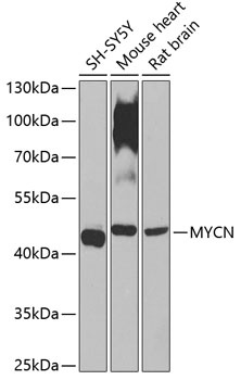 MYCN Antibody