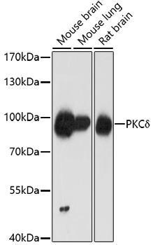 PRKCD Antibody