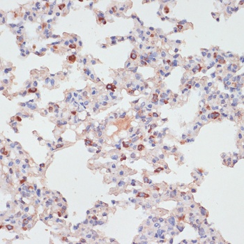 PRKCD Antibody