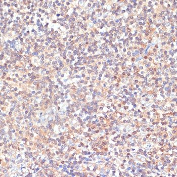PRKCD Antibody