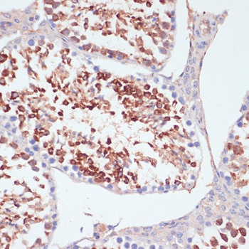 PRKCD Antibody