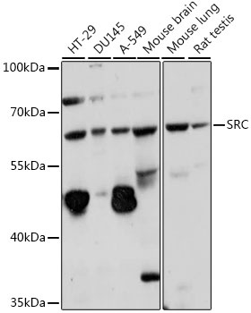 SRC Antibody
