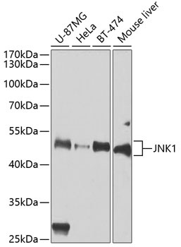 JNK1 Antibody