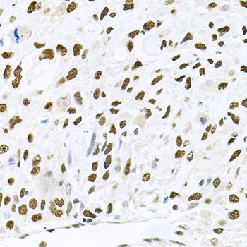 JNK1 Antibody