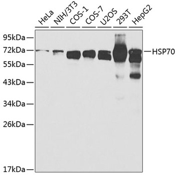 HSP70 Antibody