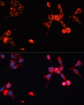 HSP70 Antibody