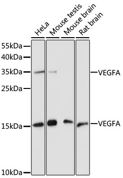VEGFA Antibody