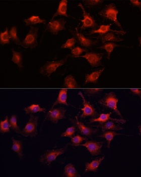 VEGFA Antibody