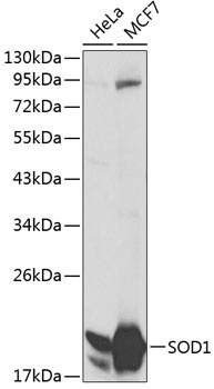 SOD1 Antibody