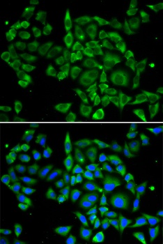 PRKCA Antibody