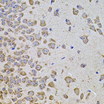 PIK3CA Antibody