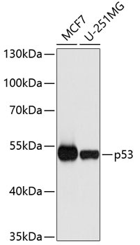 p53 Antibody