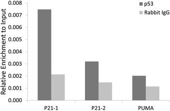 p53 Antibody