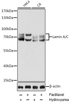 Lamin A/C Antibody