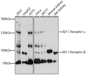IGF1R Antibody