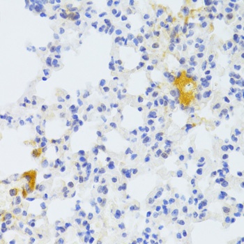 FAS Antibody