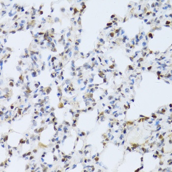 MAPK3 Antibody