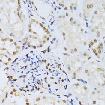 MAPK3 Antibody