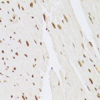 MAPK3 Antibody