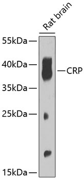 CRP Antibody