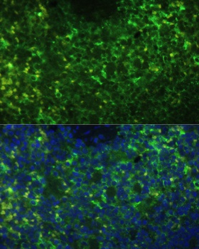 CD40 Antibody