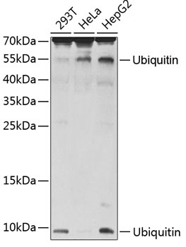 Ubiquitin Antibody