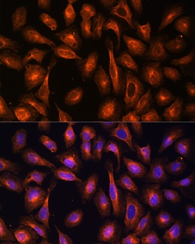 SPTAN1 Antibody