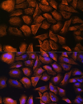 SPTAN1 Antibody