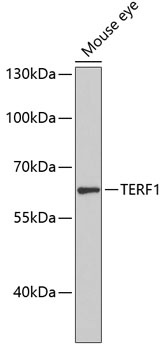 TERF1 Antibody