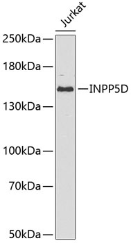 INPP5D Antibody