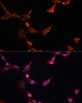 INPP5D Antibody