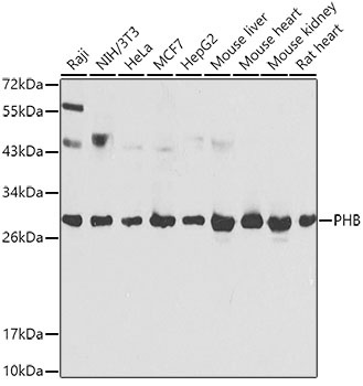 PHB Antibody