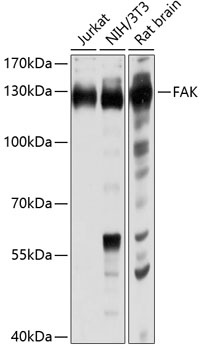 FAK Antibody