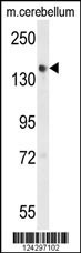 GLG1 Antibody