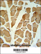 GLG1 Antibody