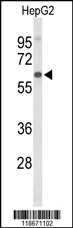 AFM Antibody