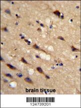 PPIC Antibody