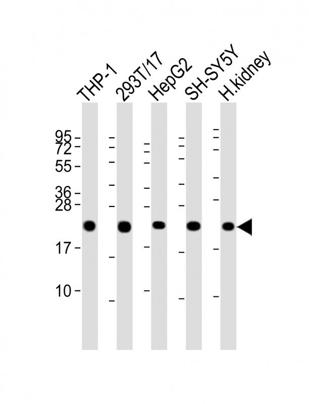 GPX1 Antibody