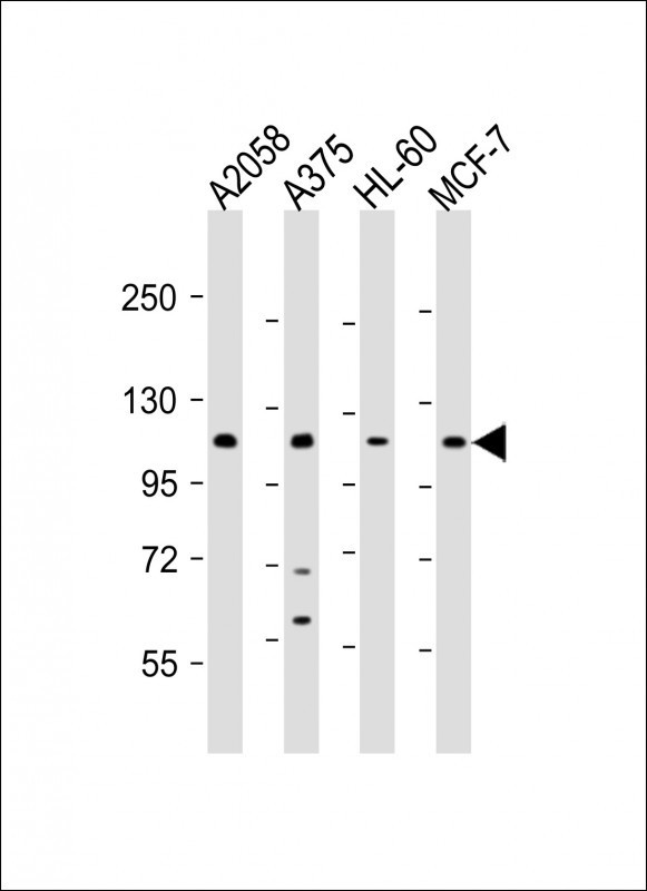 COL17A1 Antibody