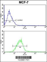 PIN1 Antibody