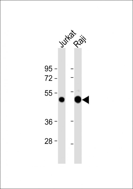 ETV6 Antibody