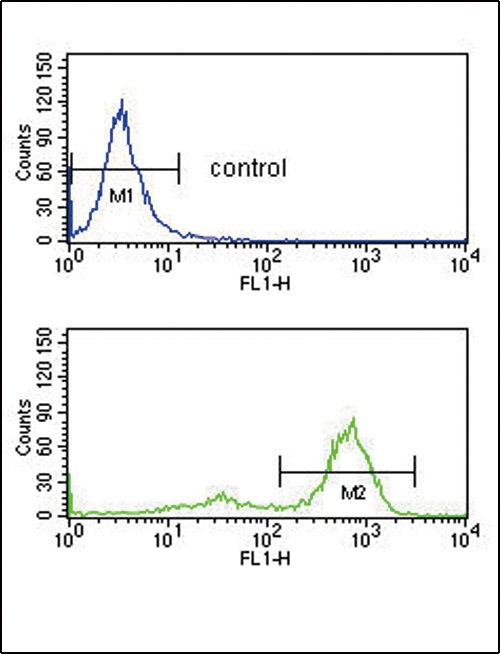 ETV6 Antibody