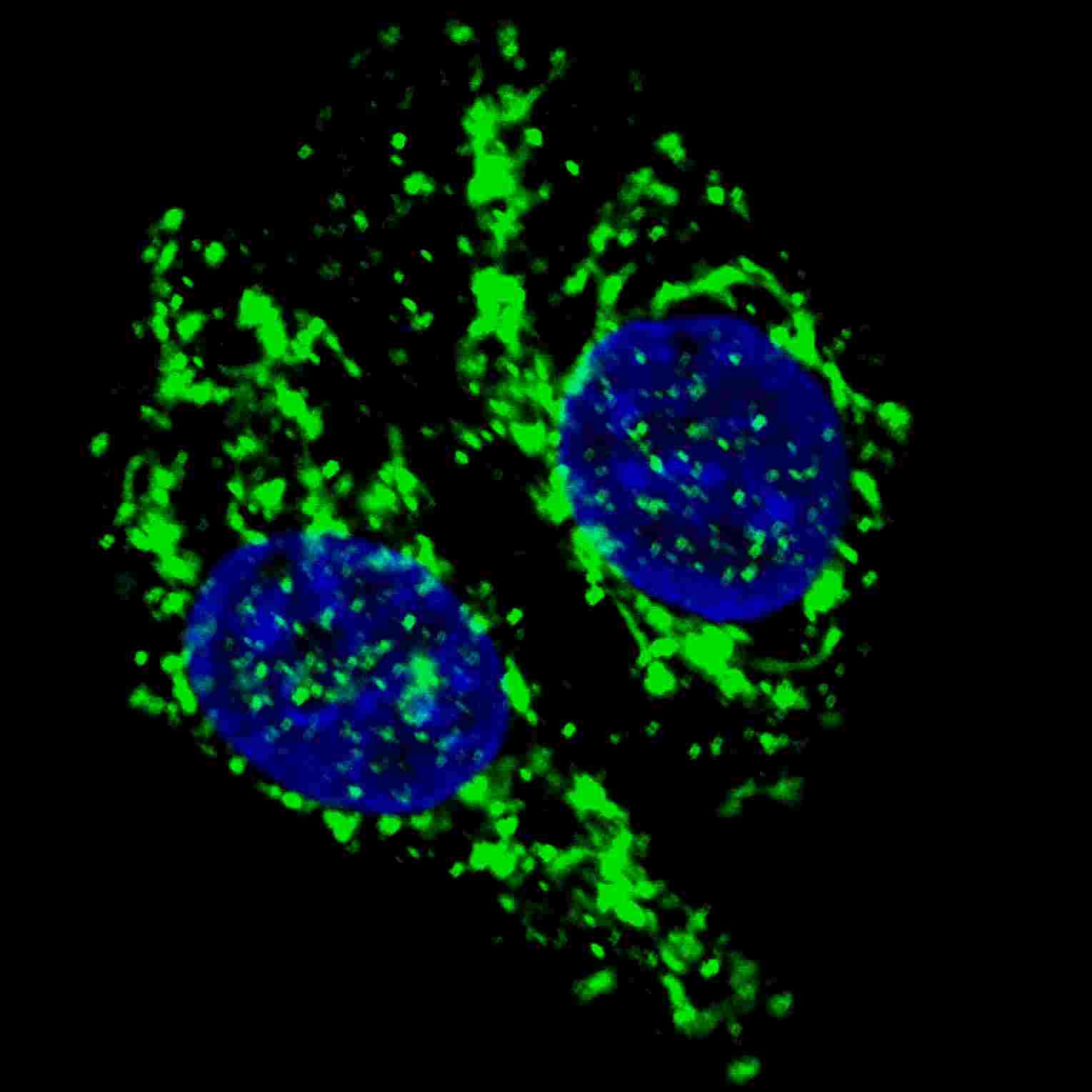 AIFM1 Antibody